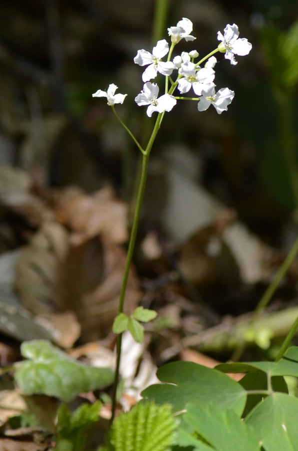 Cardamine trifolia / Dentaria a tre foglie